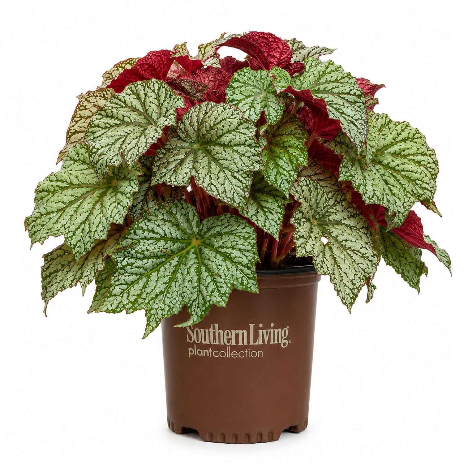 Southern Living ‘Sterling Moon’ Lunar Lights Begonia Live Shrub in 1.5-Gallon Grower Pot