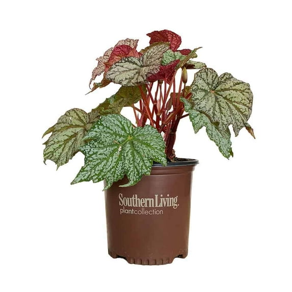 Southern Living ‘Sterling Moon’ Lunar Lights Begonia Live Shrub in 1.5-Gallon Grower Pot