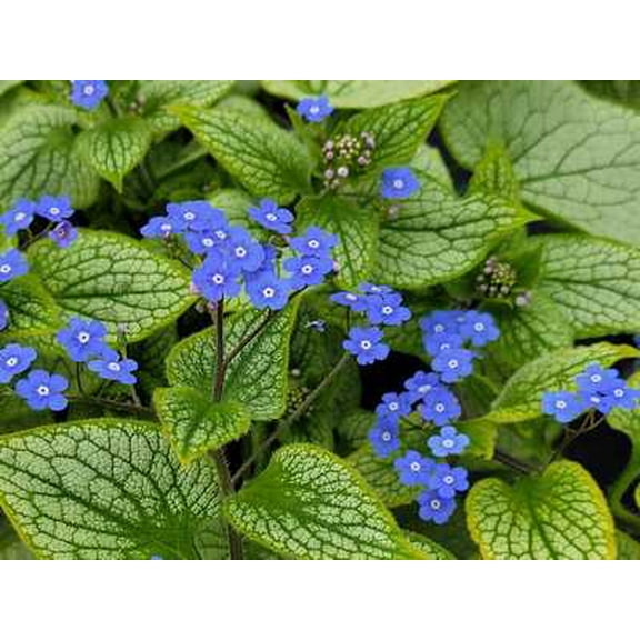 Sterling Silver Bugloss - 2.5 Quart Shade Perennial