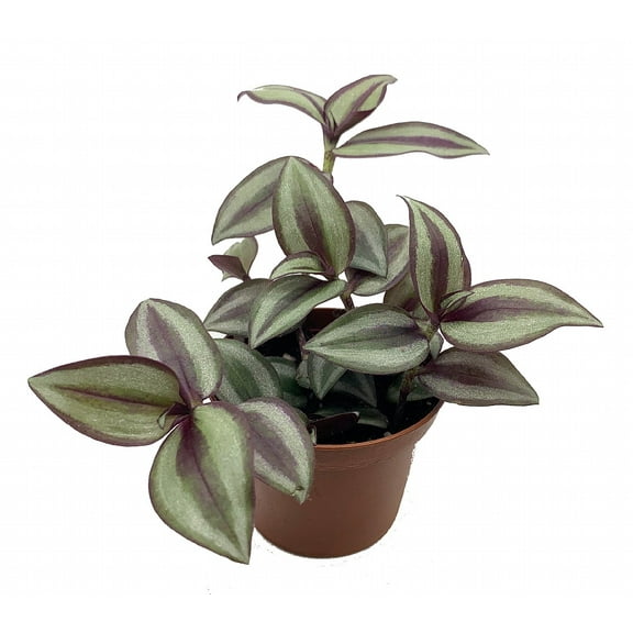 Sterling Silver Tradescantia - 2.5" Pot - Purple & Silver