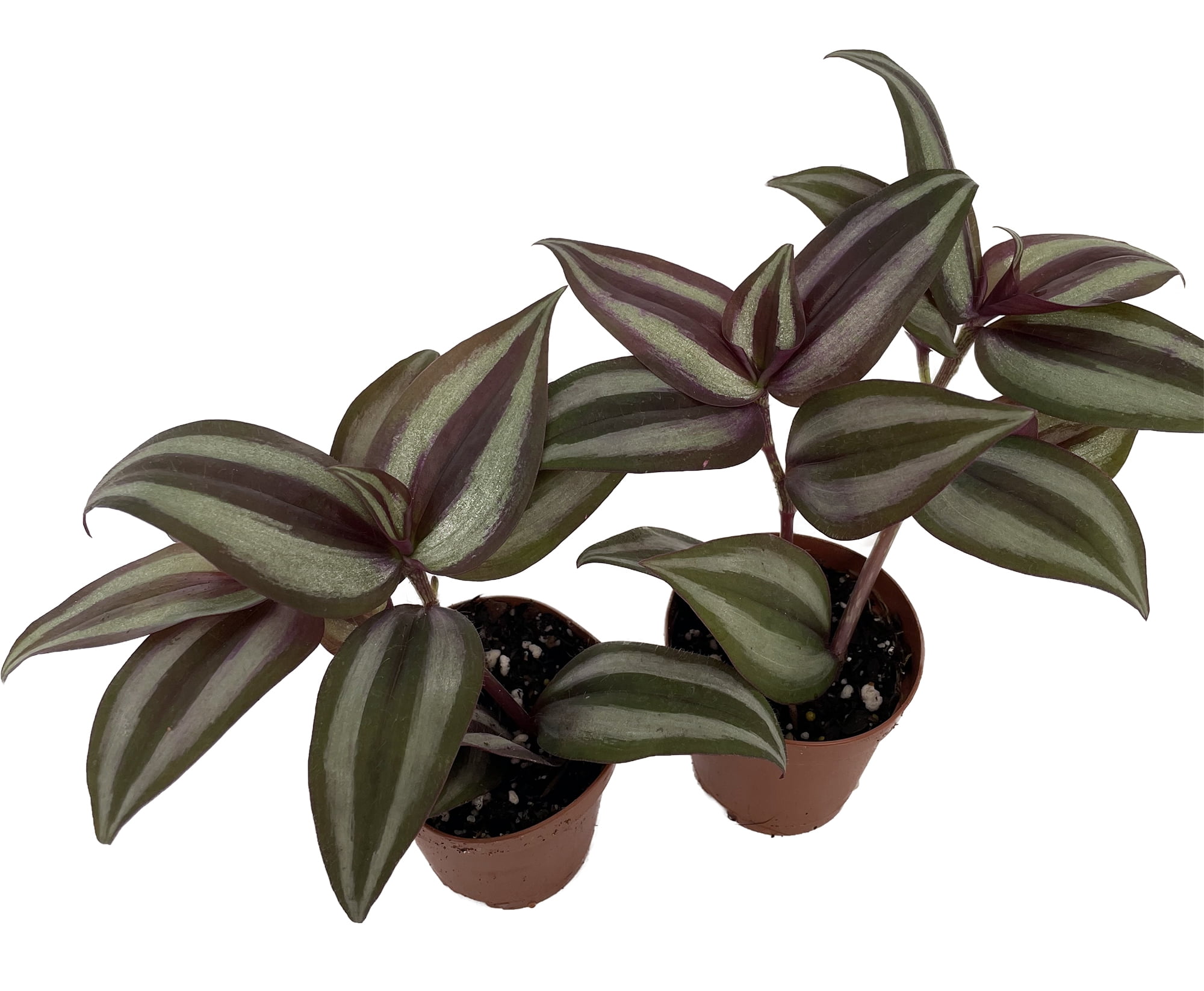Sterling Silver and Purple Tradescantia Plants in 2" Pots