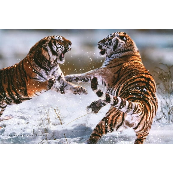Steve Bloom (Tigers) Art Poster Print Poster - 36x24