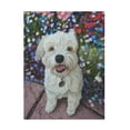 thumbnail image 1 of Steve Crockett 'Pet Portrait Of Little Ozz The Pomeranian Poodle Cross' Canvas Art, 1 of 4
