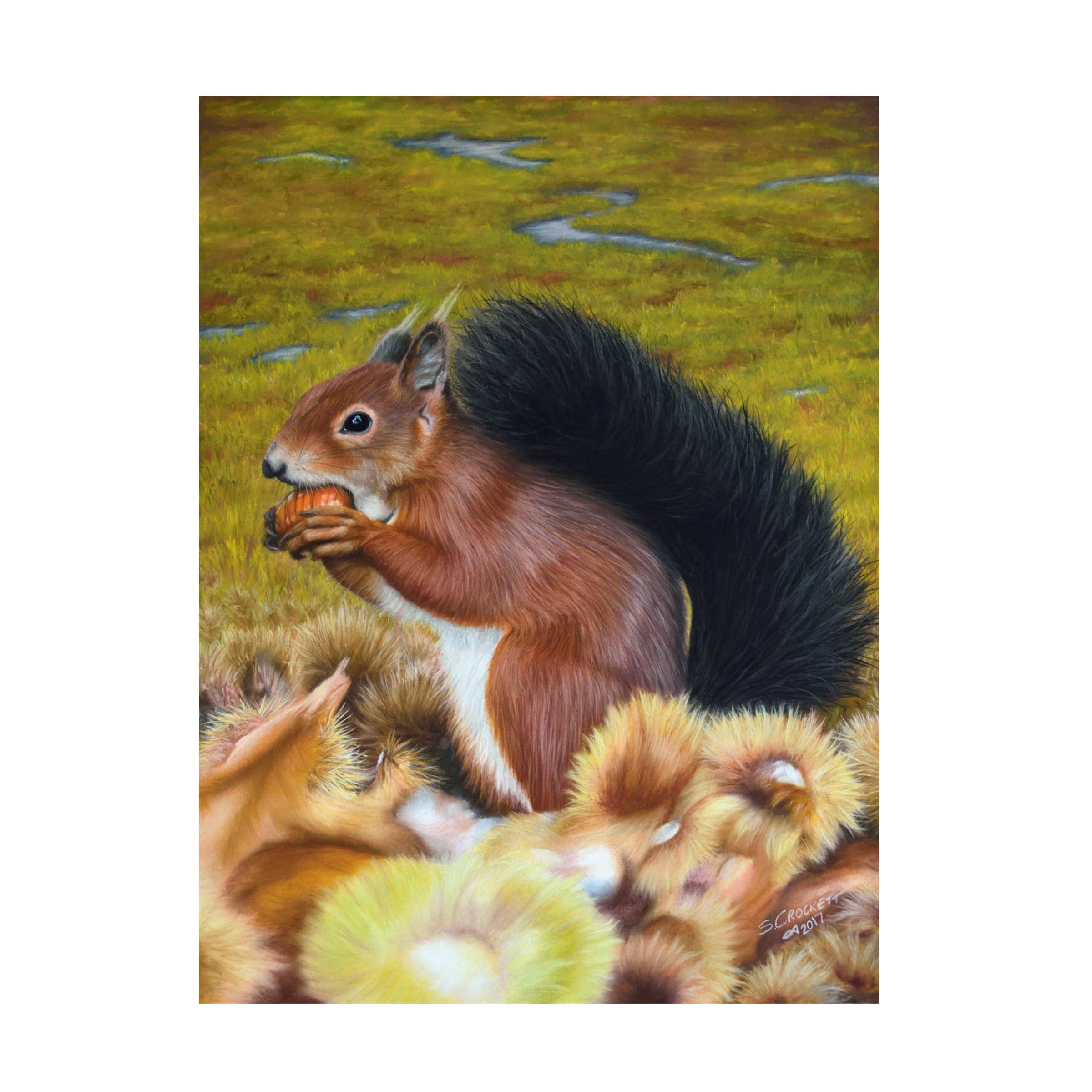 Steve Crockett 'Red Squirrel Eating Sweet Chestnut' Canvas Art