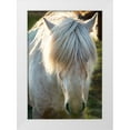 thumbnail image 1 of Steve Mohlenkamp 18x24 White Modern Wood Framed Museum Art Print Titled - A shaggy horse in southern Iceland, 1 of 4