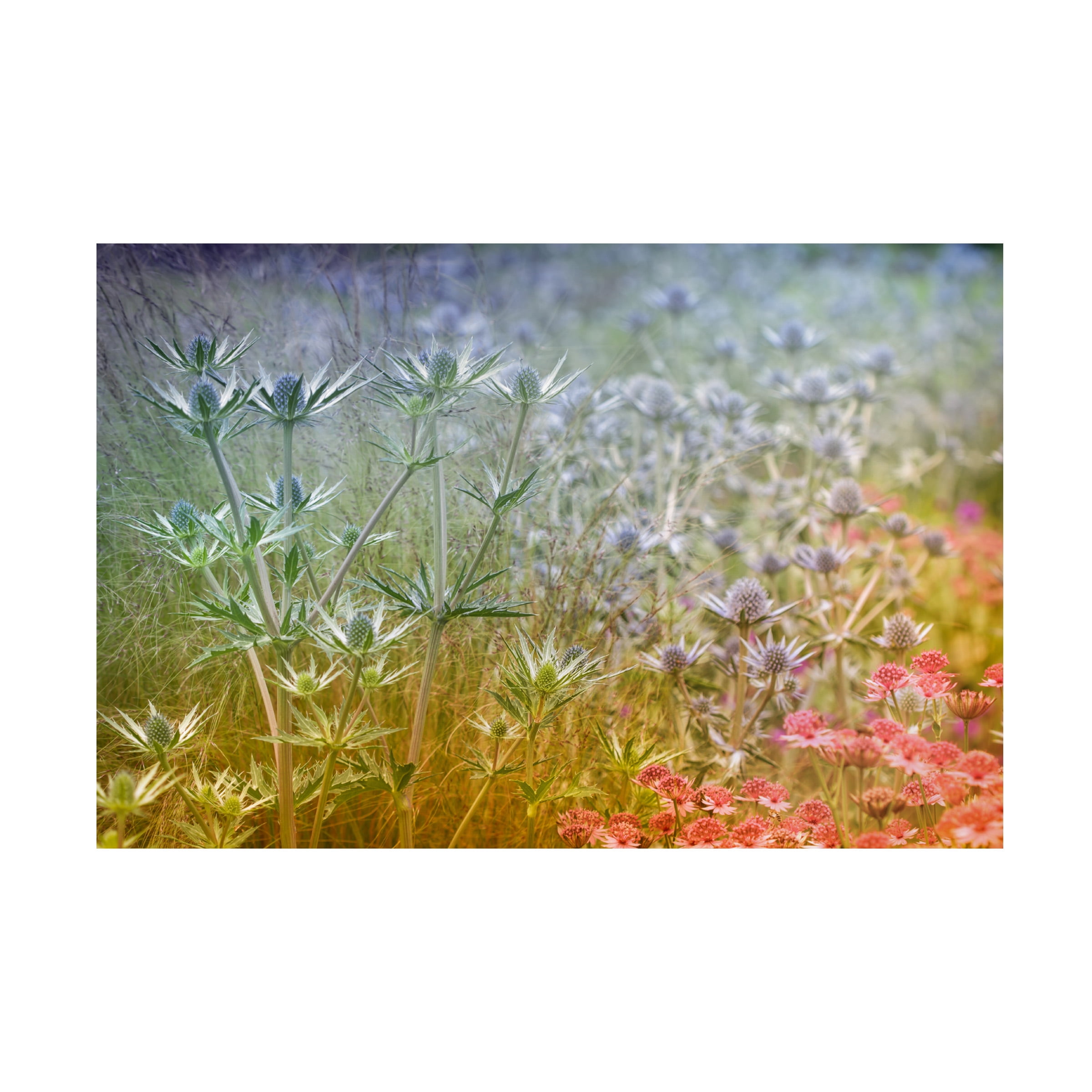 Steve Moore 'Rainbow' Canvas Art
