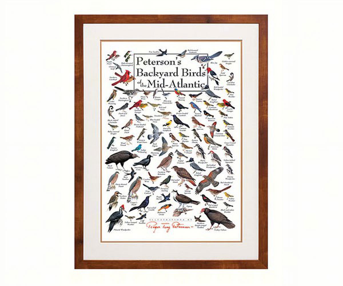 Steven M. Lewers & Associates LEWERSBBMPT004 Peterson's Backyard Birds ...