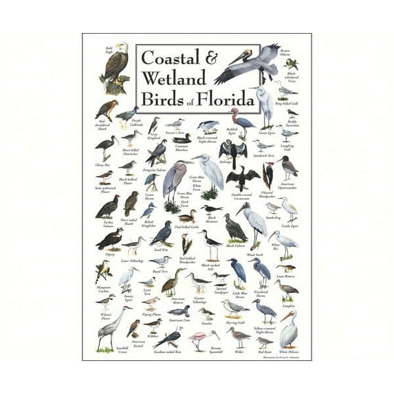 Steven M. Lewers Earth Sky Water LEWERSCBPT124 Coastal & Wetland Birds of Florida Poster