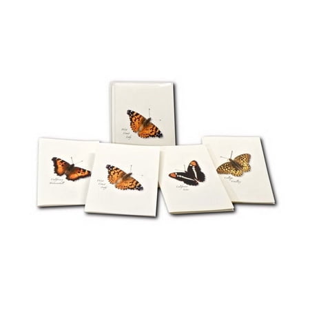 Steven M. Lewers Earth Sky Water LEWERSNC137 Western Butterfly Assortment I Notecards