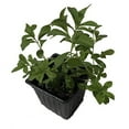 thumbnail image 1 of Stevia Live Plant, (Stevia rebaudiana) 2.5 inch Pot - Candy Leaf Sweet Leaf Sugar Leaf Sweetener Plant Live, 1 of 4