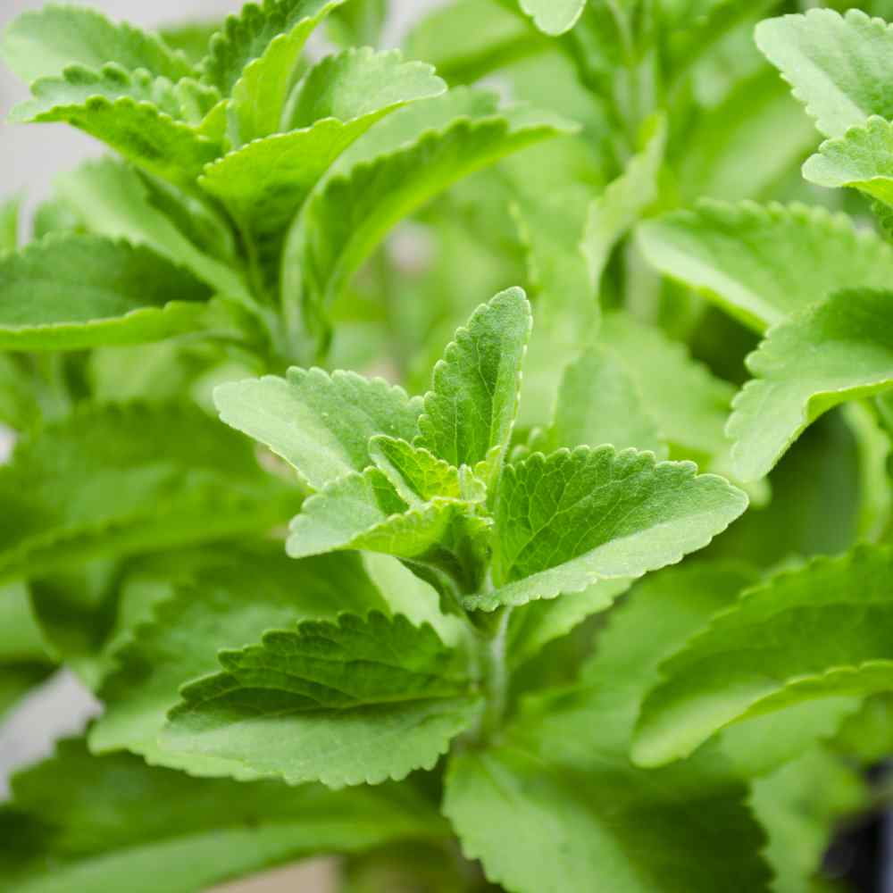 Stevia Seed - Sweet Leaf Herb Seeds - 100 Seeds