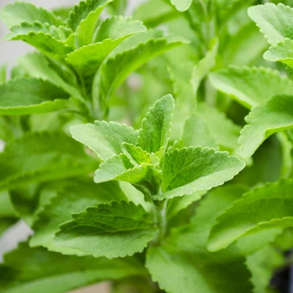 Stevia Seed - Sweet Leaf Herb Seeds - 100 Seeds