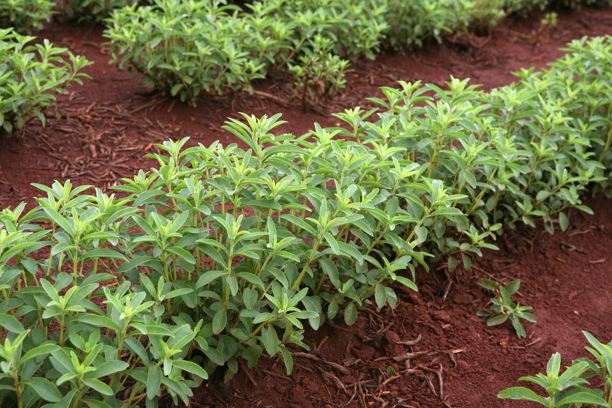 CZ Grain 250 Stevia Sweetleaf Herb Plant Seeds, Non-GMO