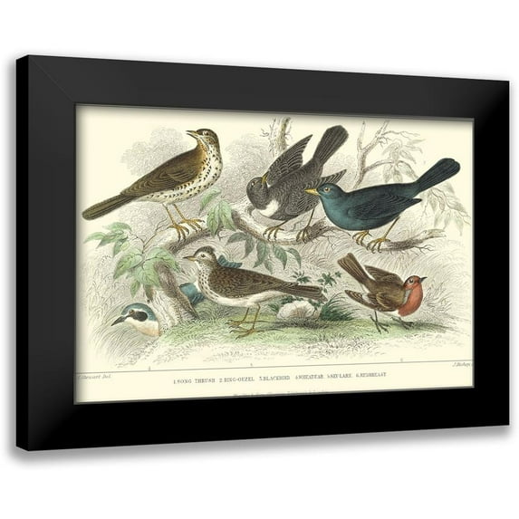 Stewart, J. 14x11 Black Modern Framed Museum Art Print Titled - Skylark, Songthrush and Redbreast