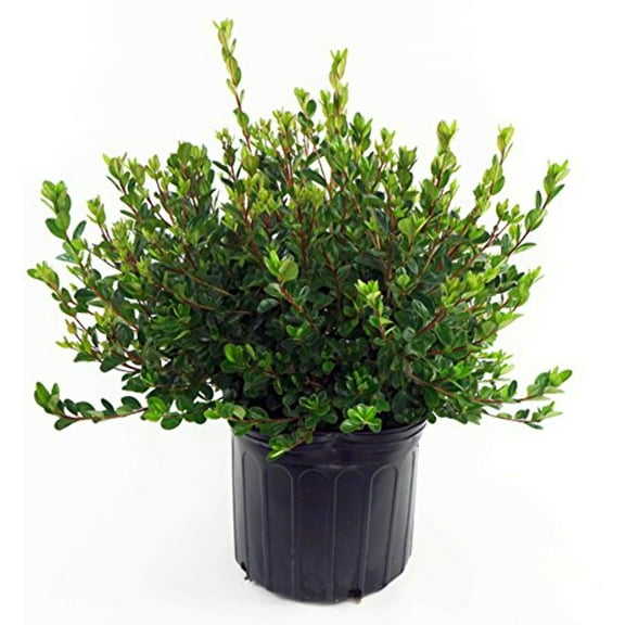 Stewatstonian Azalea