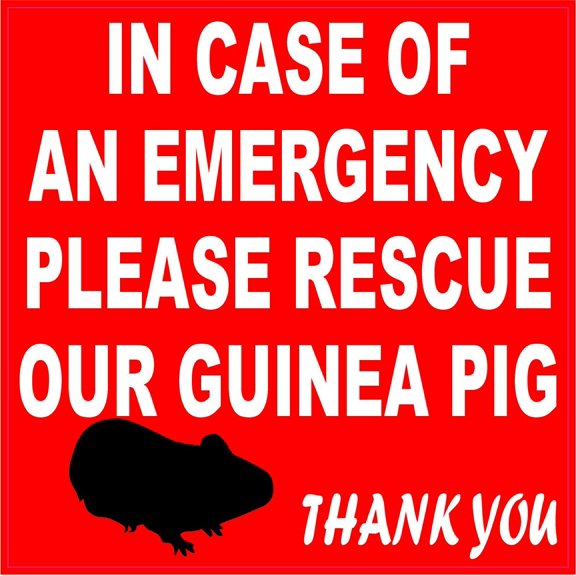 StickerTalk In Case of Emergency Please Rescue Guinea Pig Vinyl Sticker, 4 inches x 4 inches