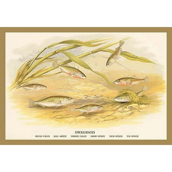 Sticklebacks- Fine Art Canvas Print (20" x 30")