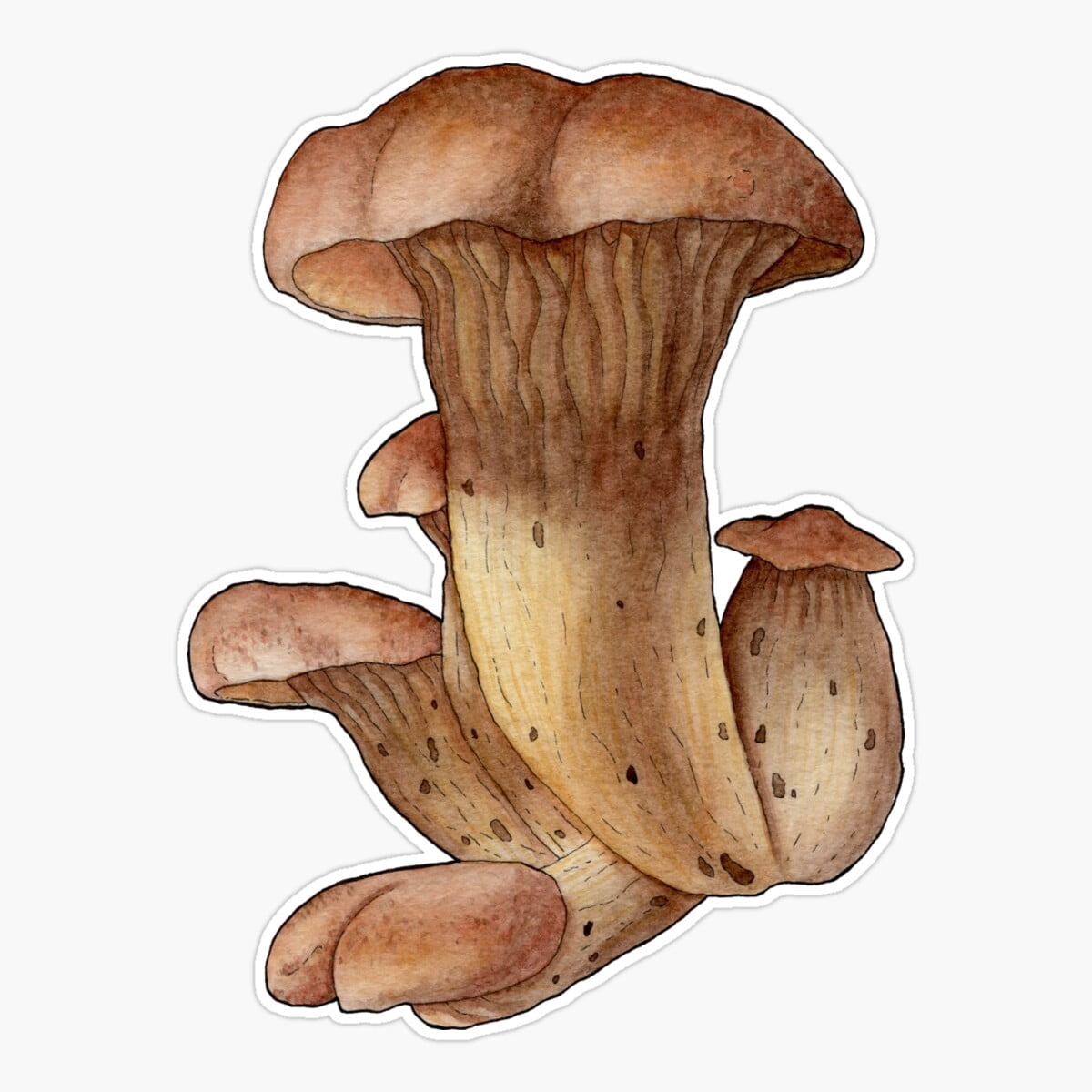 Tickly Sticker Stickly Oyster Mushrooms Sticker, Phone Decal Water Bottle Stickers Car ...