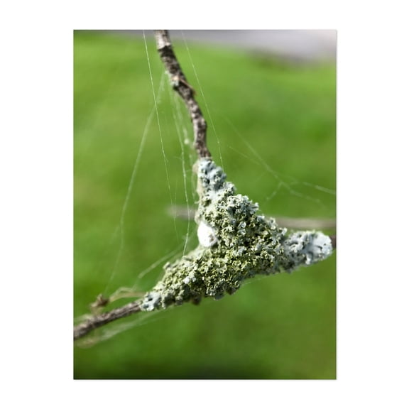 Sticks of Lichen - Ferrisburgh Vermont Photography Nature Botanical Abstract Minimalist Forest Surrealism Scenic Unframed Wall Art Print 24 x 32 inches
