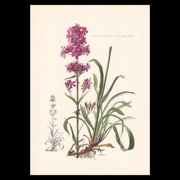 Sticky Catchfly Botanical Print, Unframed Paper Poster 8x10in