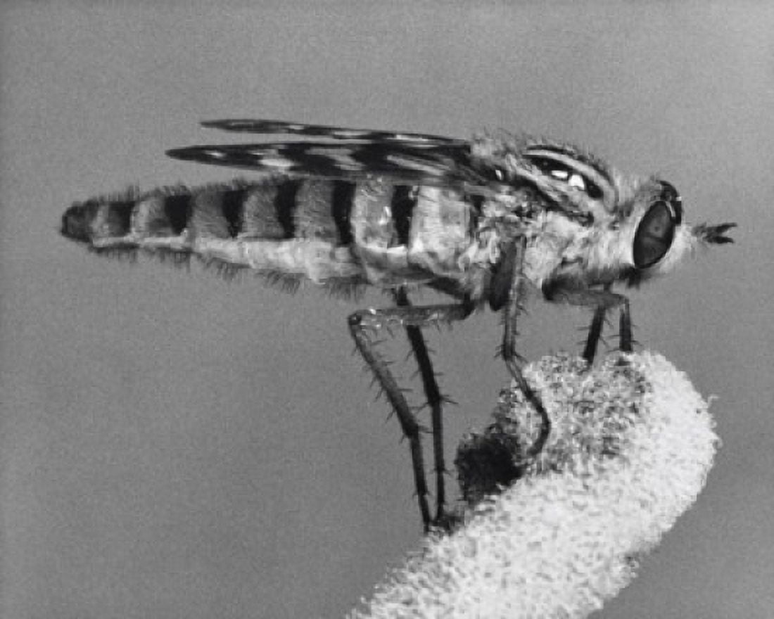 Stiletto Fly on a stem Canvas Art -  (18 x 24)
