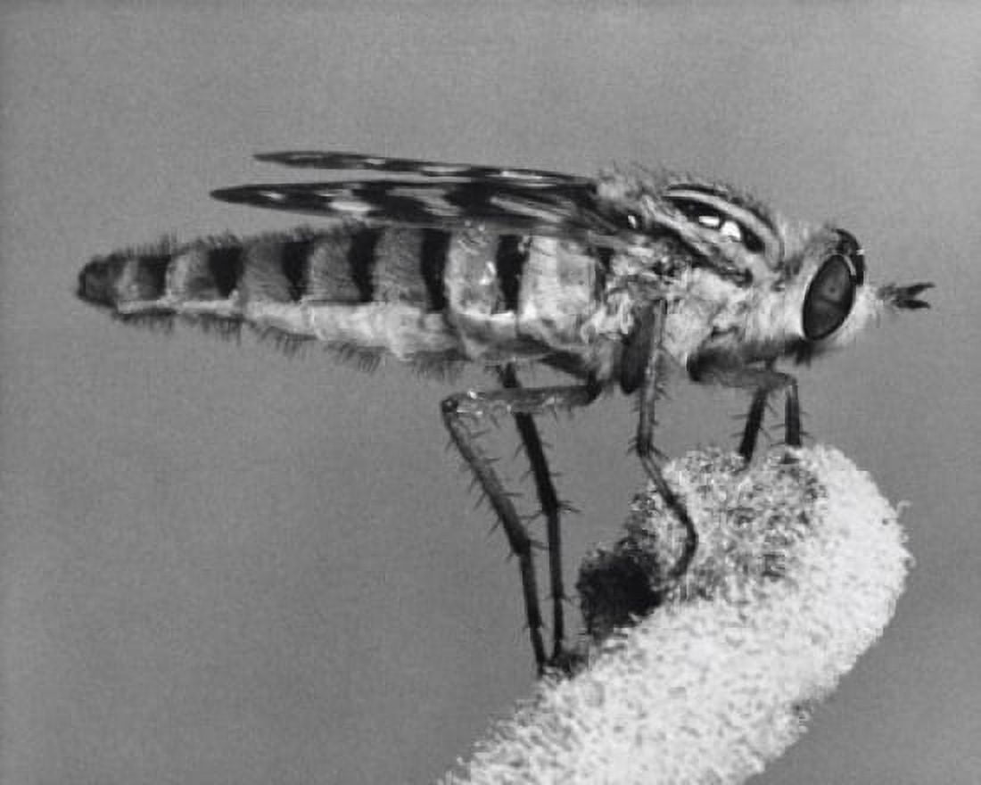 Stiletto Fly on a stem Canvas Art - (24 x 36)