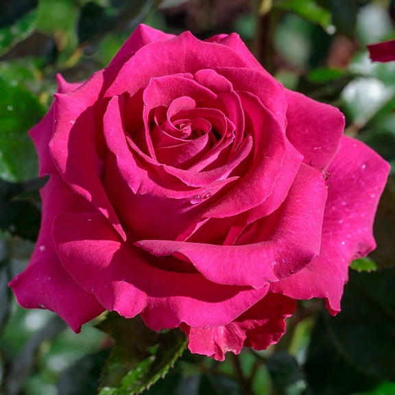 Stiletto™ Rose by Heirloom Roses - Hybrid Tea Rose Ready To Plant