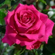 Stiletto  Rose by Heirloom Roses - Hybrid Tea Rose Ready To Plant