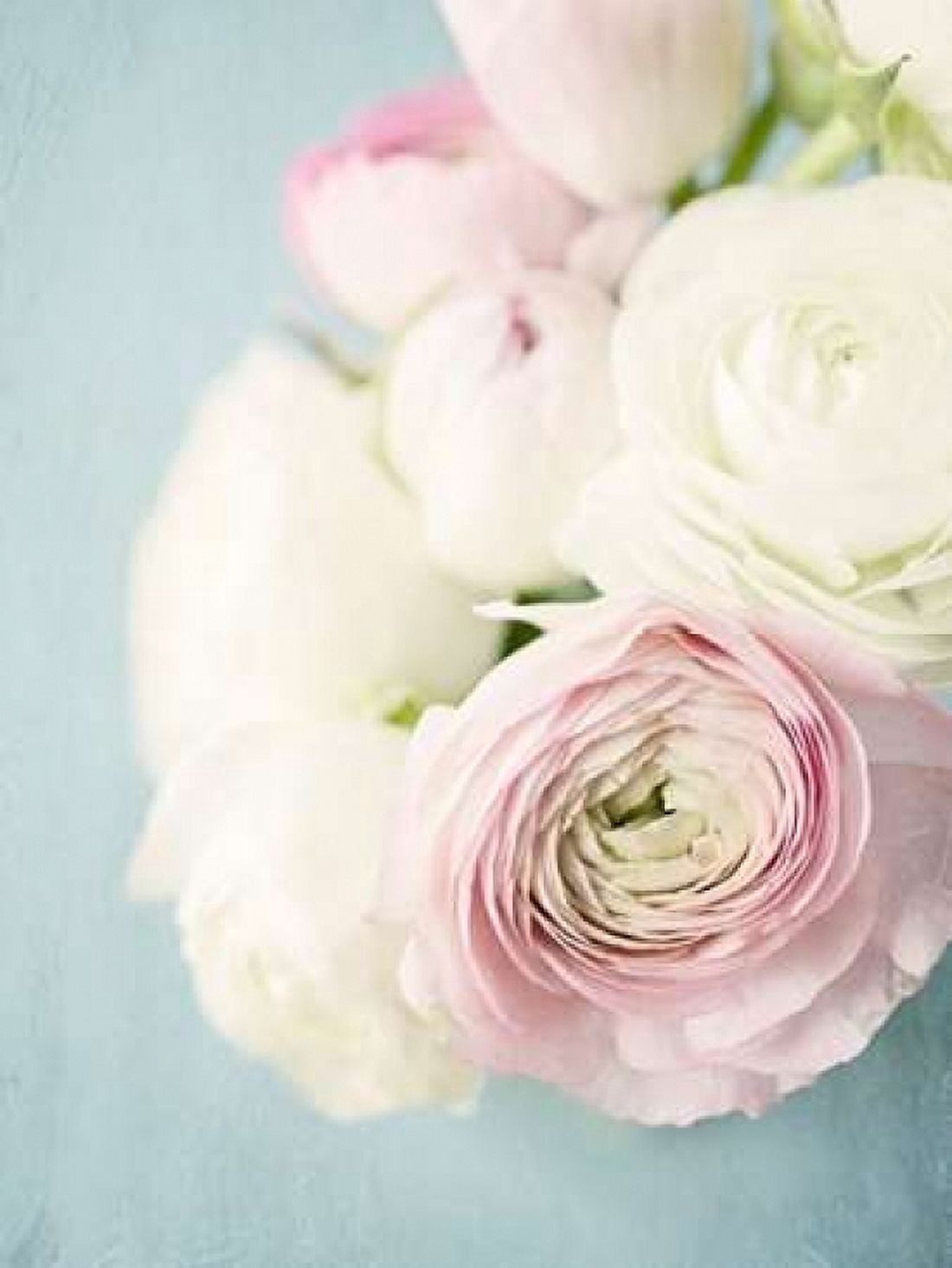 Still Beauty in Pastel 2 Canvas Art - Susannah Tucker Photography (18 x 24)