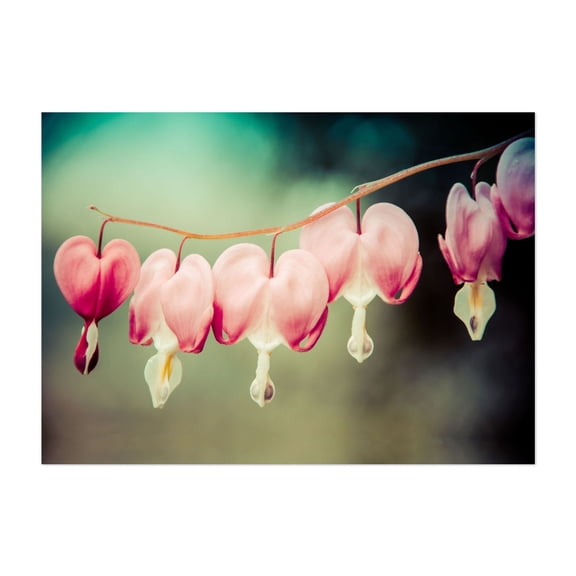 Be Still My Bleeding Heart Colorized Nature Photo - Photography Floral Flowers Botanical Nature Pastel Garden Vintage Unframed Wall Art Print 4 x 6 inches