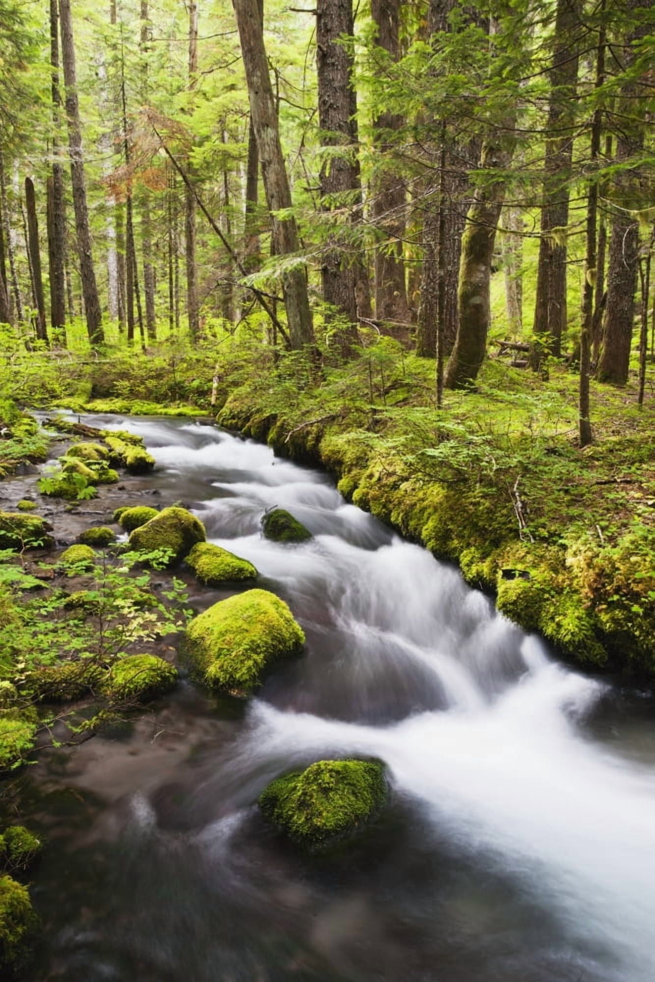Still Creek In Mount Hood National Forest In The Oregon Cascade Mountains Oregon United States of America Canvas Art - Craig Tuttle Design Pics (24 x 38)