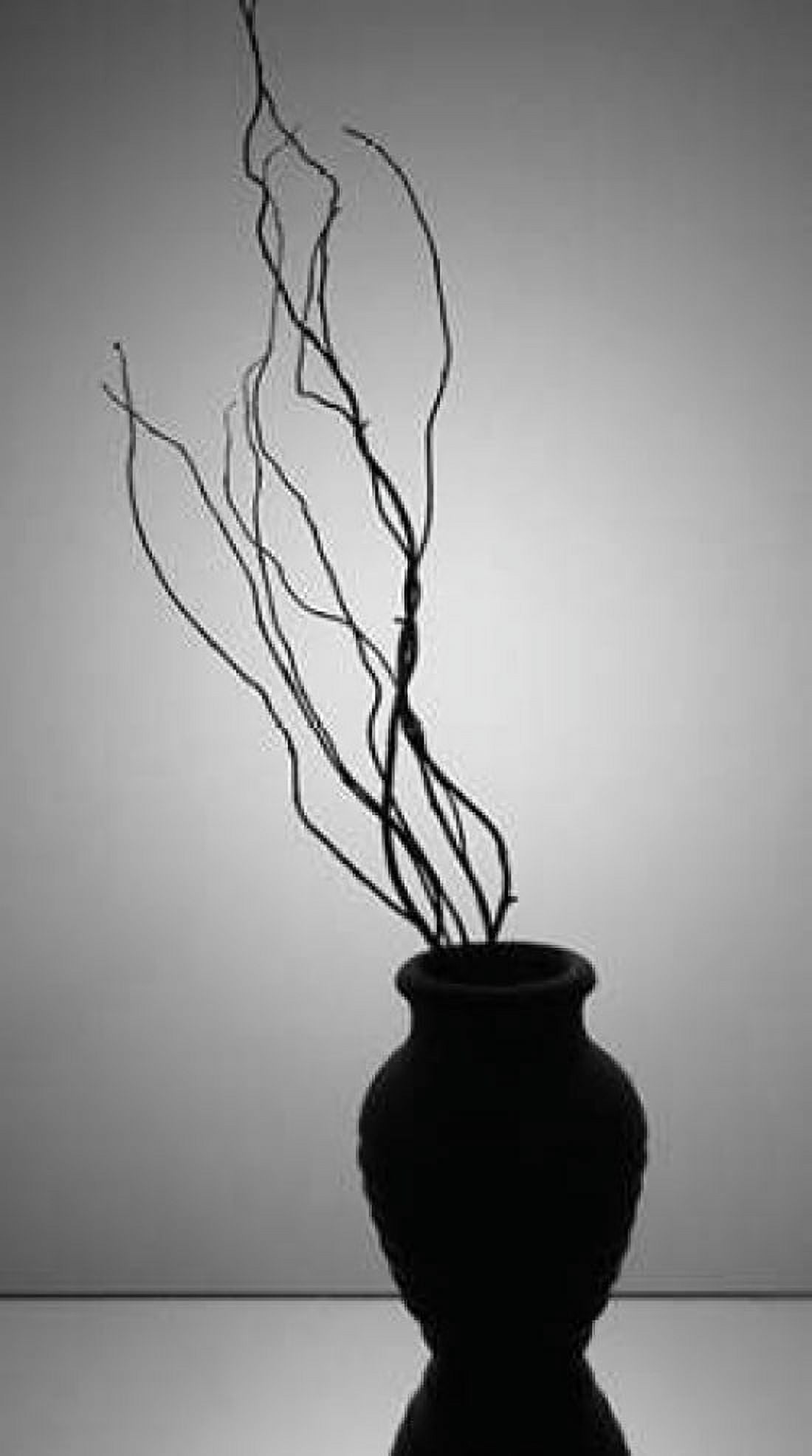 Still Life Silhouette II Canvas Art - Monika Burkhart (24 x 36)