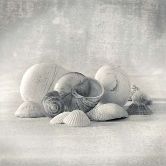 Still Life of Shells II Canvas Art - Ian Winstanley (24 x 24)