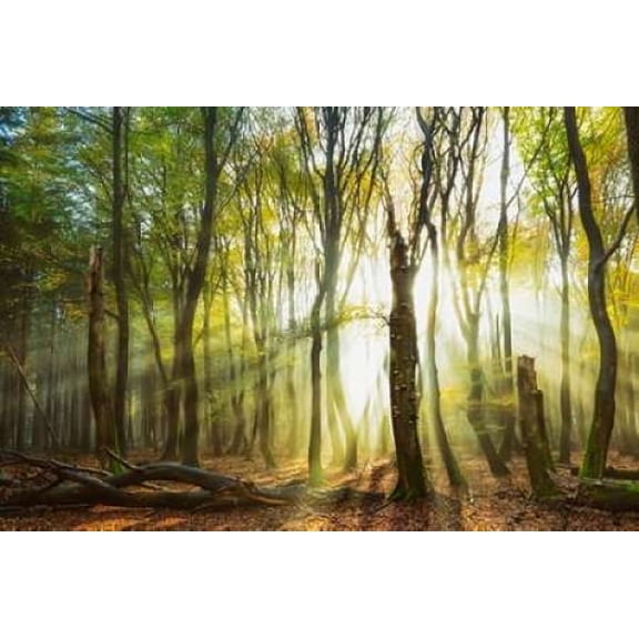 Still Standing Canvas Art - Lars Van de Goor (12 x 18)