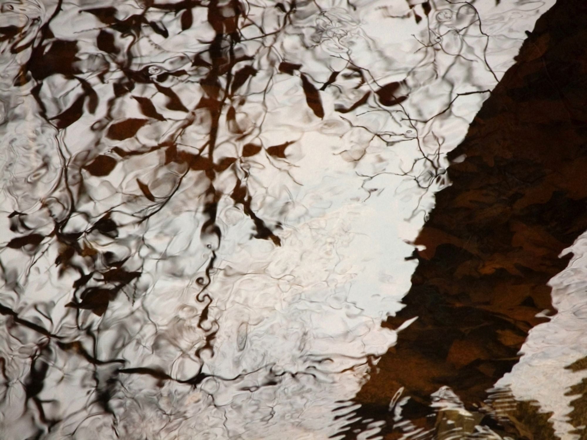 Still Water Woman Rhode Island Warren Tree Reflections On Water Canvas Art - Joanne Baldaia Design Pics (16 x 12)