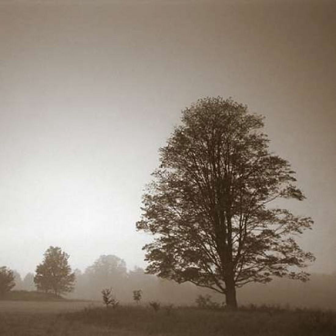 Stillness Canvas Art - PhotoINC Studio (24 x 24)