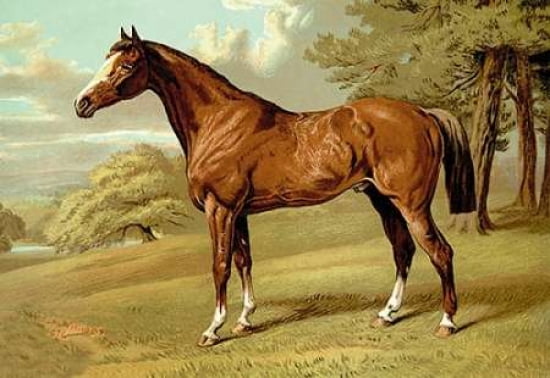 Stilton - A Hunter 1900 Canvas Art - Samuel Sidney (24 x 36)