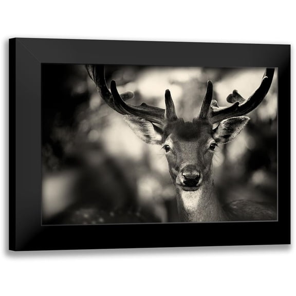 Stimac, Sandra 14x11 Black Modern Framed Museum Art Print Titled - Bambi