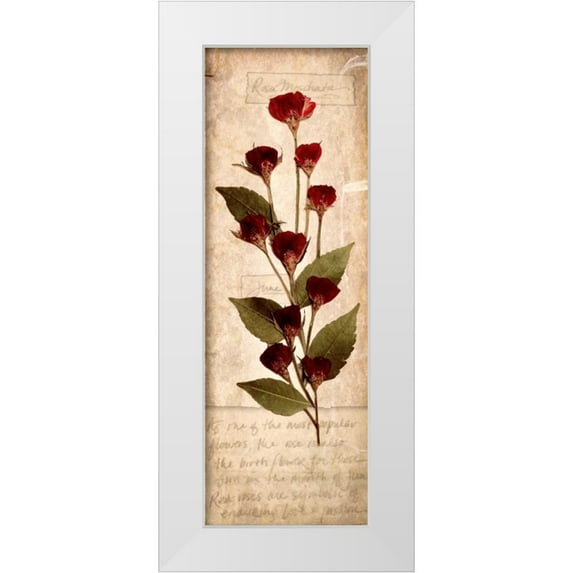 Stimson, Diane 11x24 White Modern Wood Framed Museum Art Print Titled - June Rose 1
