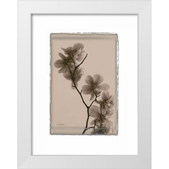 Stimson, Diane 25x32 White Modern Wood Framed Museum Art Print Titled - Magnolias
