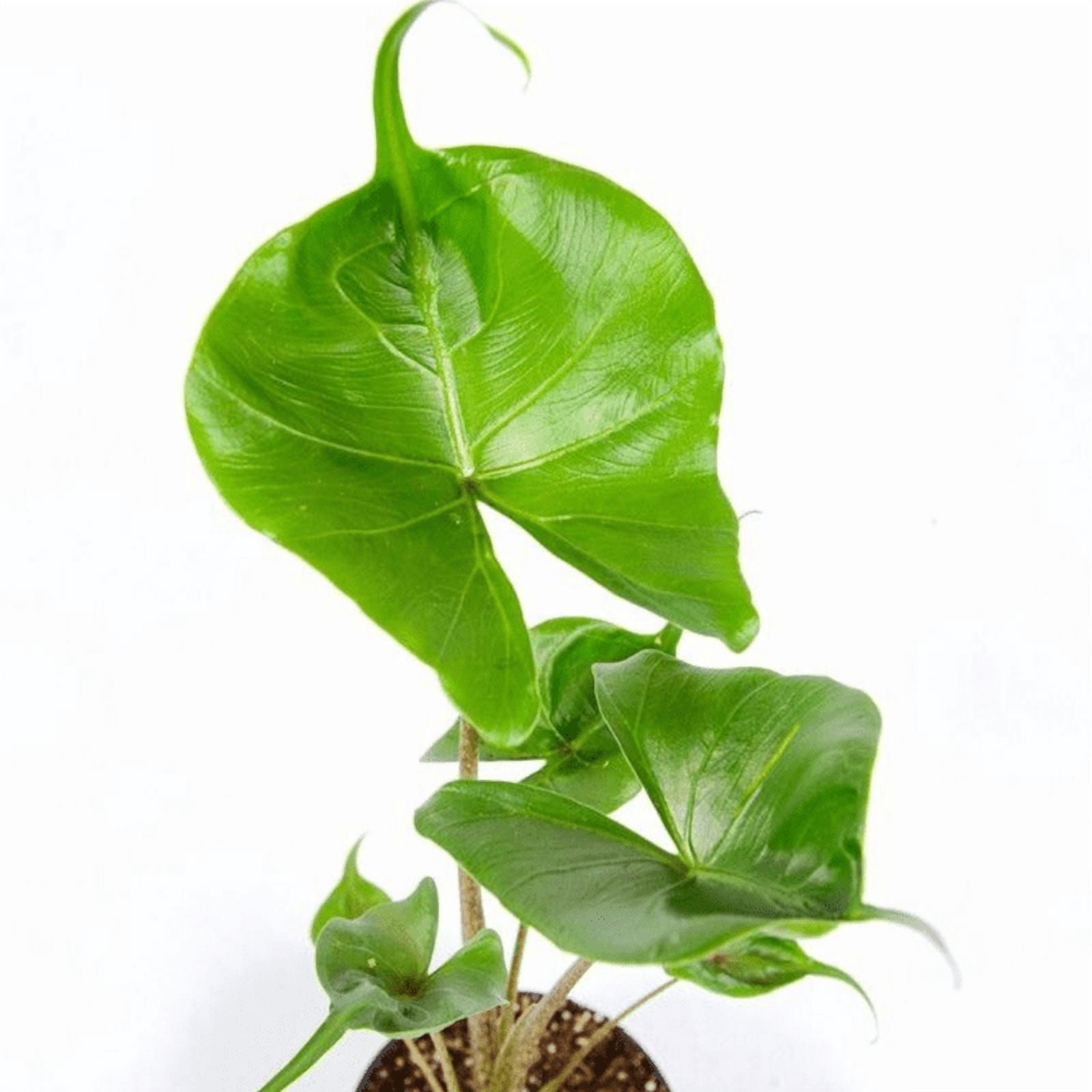 corn plant dracaena Cornstalk Corn Plant| Easy Care Indoor Corn Plant  Victory Nursery