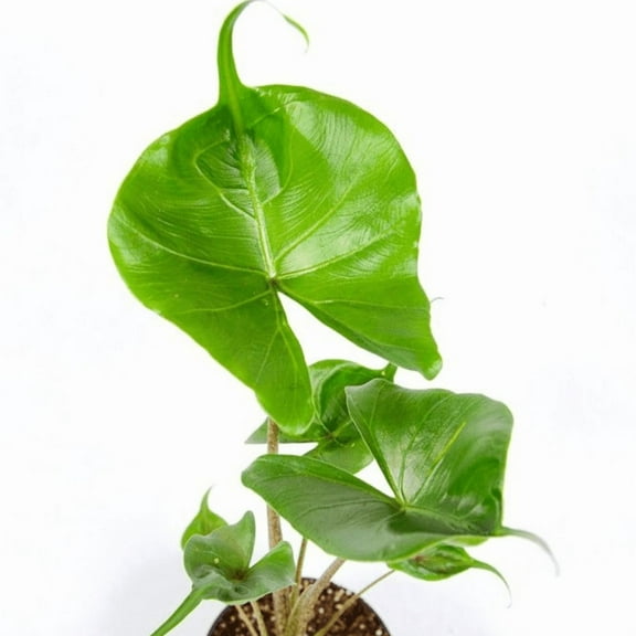 Sting Ray Alocasia Plant Live, Stingray Elephant Ear Live Plant 6'', Outdoor Growing