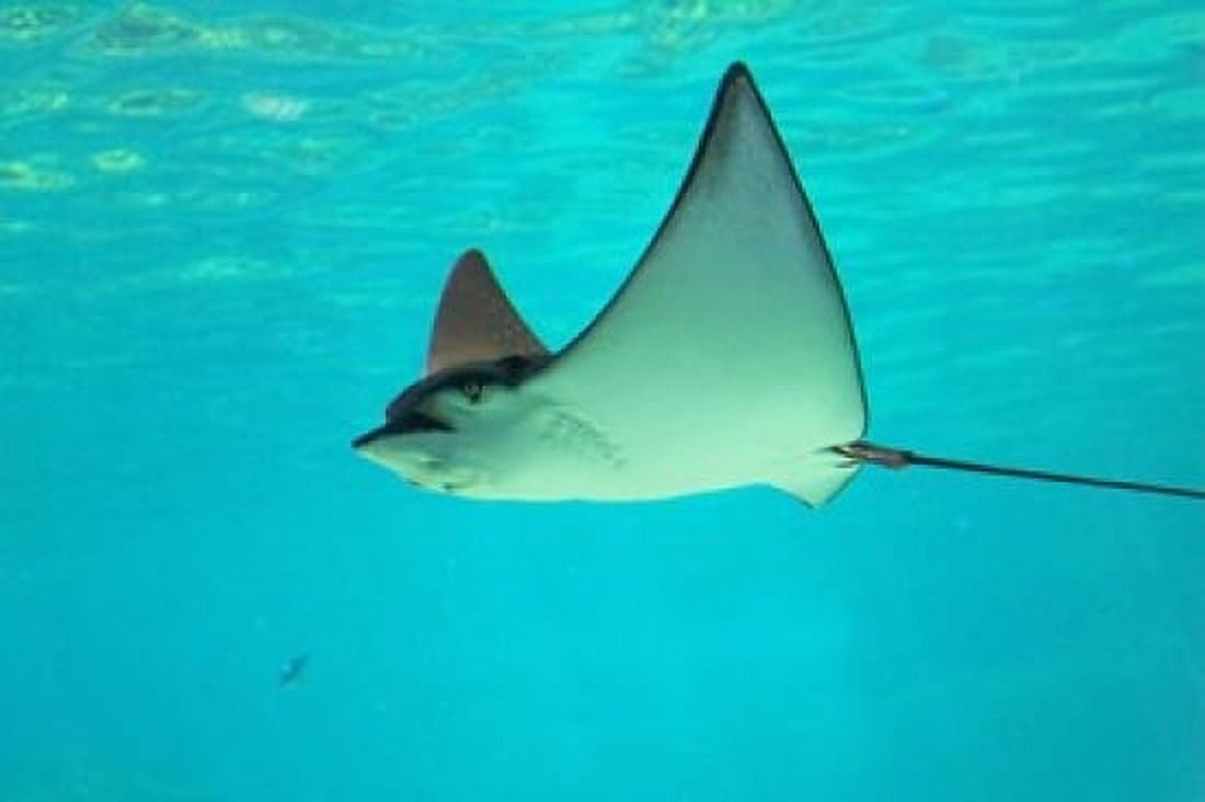 Sting Ray Sea World Gold Coast Queensland Australia Canvas Art - David Wall DanitaDelimont (26 x 17)
