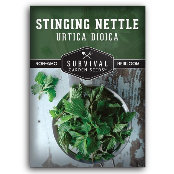 Stinging Nettle Seeds - Perennial Full Sun Herb - 1 Pack