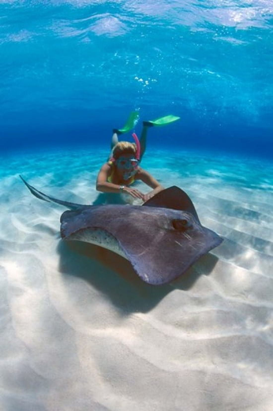 Stingray City Grand Cayman Cayman Islands Caribbean Canvas Art - Greg Johnston DanitaDelimont (18 x 27)