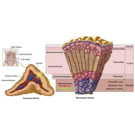 StockTrek Images Anatomy of Adrenal Gland Cross Section Poster Print - 20 x 10
