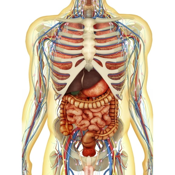 StockTrek Images PSTSTK701096HLARGE Transparent Human Body with Internal Organs Nervous System Lymphatic System & Circulatory System Poster Print, 25 x 33 - Large
