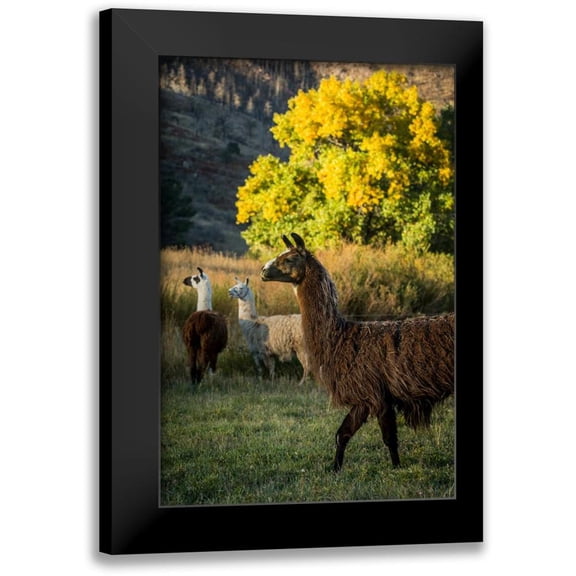 Stockton, Tyler 11x14 Black Modern Framed Museum Art Print Titled - Llama Portrait III