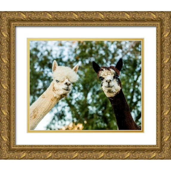 Stockton, Tyler 14x12 Gold Ornate Wood Framed with Double Matting Museum Art Print Titled - Alpaca Portrait III