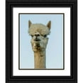 thumbnail image 1 of Stockton, Tyler 15x18 Black Ornate Wood Framed with Double Matting Museum Art Print Titled - Alpaca Portrait IV, 1 of 4